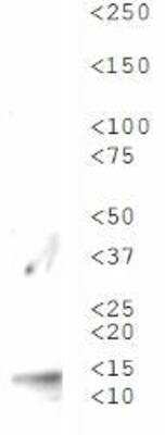 Western Blot: Histone H3 [Trimethyl Lys56] AntibodyBSA Free [NB21-1343]